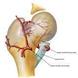 Anatomie: heup,bovenbeen,knie,onderbeen,enkel,voet,acetabulum,collum femoris,trachanter,femur,epicondyl,meniscus,kruisband,cruciate ligament,patella,knieschijf,tibia,fibula,malleolus,talus,calcaneus,tarsus,metatarsus,phalanx,falanx,quadriceps femoris,rectus femoris,sartorius,tensor fasciae latae,tractus iliotibialis,biceps femoris,gastrocnemius,semimembranosus,semitendinosus,soleus,suralis,vena saphena parva,vena saphena magna,sciatic,ischiadicus,peronea